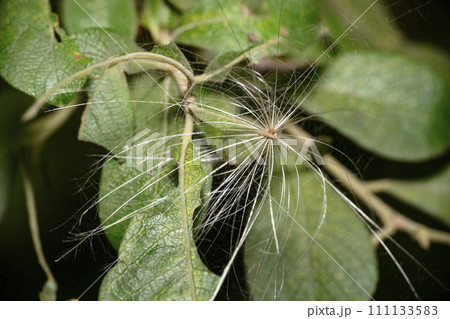 A close-up view of tree seed with long antennae for flying in the wind among the leaves in forest A close-up view of tree seed with long antennae for flying in the wind among the leaves in forest 111133583