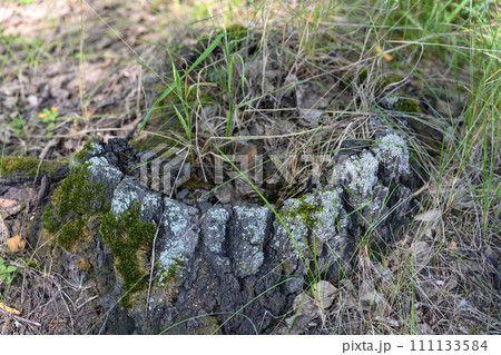 The white-toothed smile of an old rotten stump covered with moss in the forest 111133584
