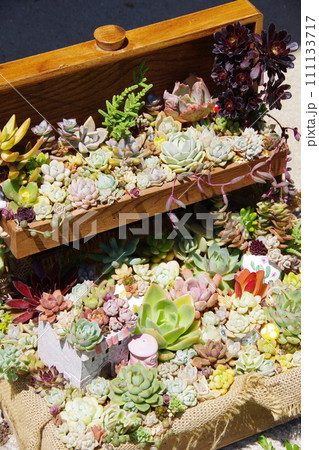 多肉植物の寄植え 111133717
