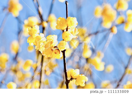 早春の朝日があたる満月蝋梅2024−3 111133809