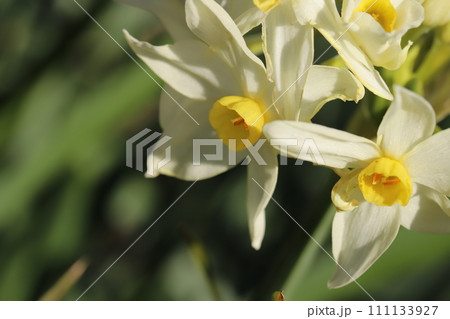 冬の庭に咲く白いフサザキスイセンの花 冬の庭に咲く白いフサザキスイセンの花 111133927