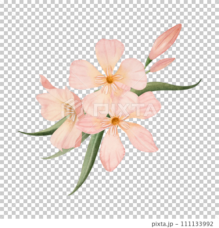 Simple pastel Oleander flowers with buds and leaves watercolor illustration isolated on white background. Peach pink color floral bouquet for wedding and tropical designs 111133992