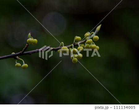 春を待つクスノキ科アオモジの花芽 111134005