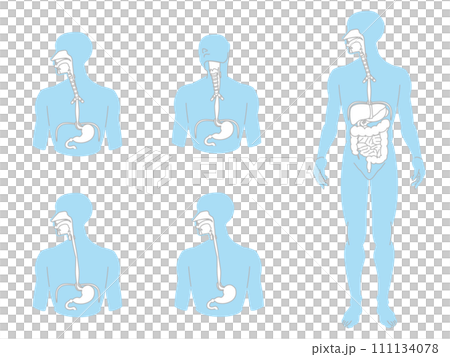 A set of simple human anatomy diagrams in three colors, focusing on the esophagus. A set of simple human anatomy diagrams in three colors, focusing on the esophagus. 111134078