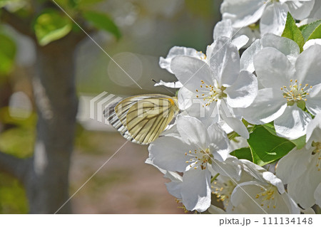 ヒメリンゴの白い花から吸蜜するスジグロシロチョウ 111134148