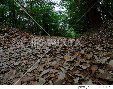 落葉のクッション 森の小径 落葉のクッション 森の小径 111134202