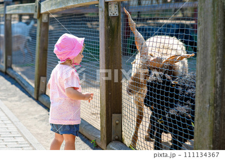 Adorable cute toddler girl feeding little goats and sheeps on a kids farm. Beautiful baby child petting animals in petting zoo. Excited and happy girl on family weekend. 111134367