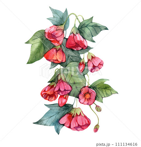 Watercolor abutilon flowers isolated on a white background, hand drawn illustration of houseplant in vintage style. Watercolor abutilon flowers isolated on a white background, hand drawn illustration of houseplant in vintage style. 111134616