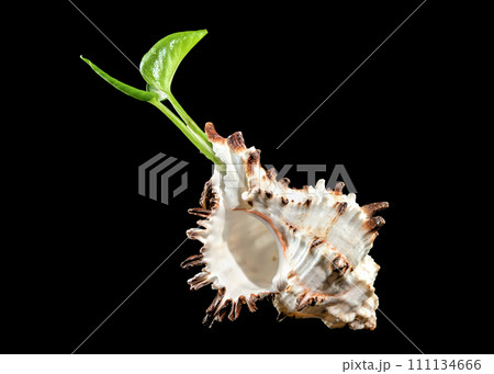 Murex Indivia Longspine Shell on a black background Murex Indivia Longspine Shell on a black background 111134666