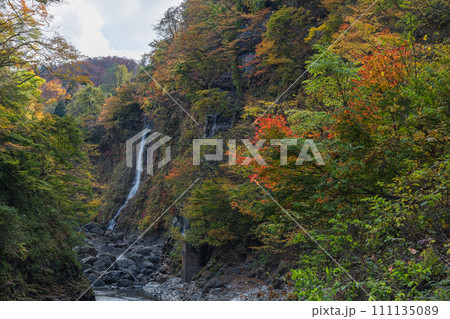 日本 秋田県湯沢市の小安峡の紅葉した木々と滝 日本 秋田県湯沢市の小安峡の紅葉した木々と滝 111135089