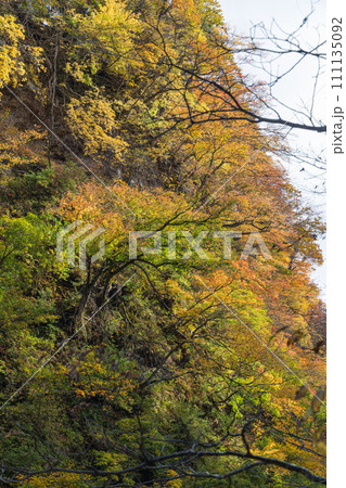 日本 秋田県湯沢市の小安峡の紅葉 日本 秋田県湯沢市の小安峡の紅葉 111135092