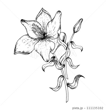 Graphic vector illustration of buds and petals of a lily. Black and white hand drawing 111135102