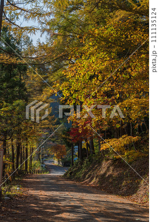 日本 秋田県湯沢市の三途川橋脇の紅葉 日本 秋田県湯沢市の三途川橋脇の紅葉 111135124
