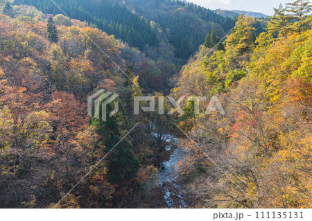 日本 秋田県湯沢市の三途川橋から見える三途川渓谷と紅葉した木々 日本 秋田県湯沢市の三途川橋から見える三途川渓谷と紅葉した木々 111135131