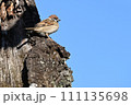 木の幹に止まるスズメ 111135698