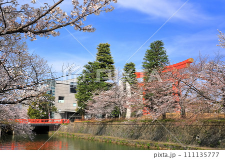 【京都府】晴天下の岡崎桜回廊と京都市美術館 111135777