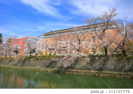 【京都府】晴天下の岡崎桜回廊と京都市美術館 111135779