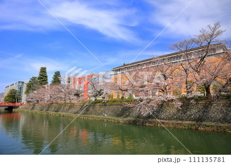 【京都府】晴天下の岡崎桜回廊と京都市美術館 【京都府】晴天下の岡崎桜回廊と京都市美術館 111135781