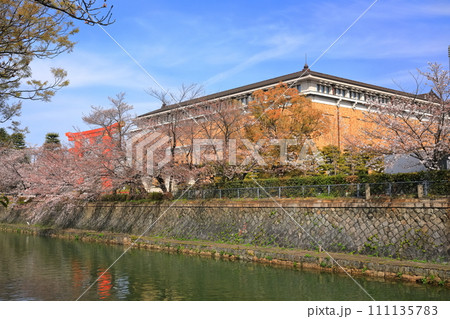 【京都府】晴天下の岡崎桜回廊と京都市美術館 111135783