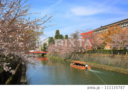 【京都府】晴天下の岡崎桜回廊と京都市美術館 111135787