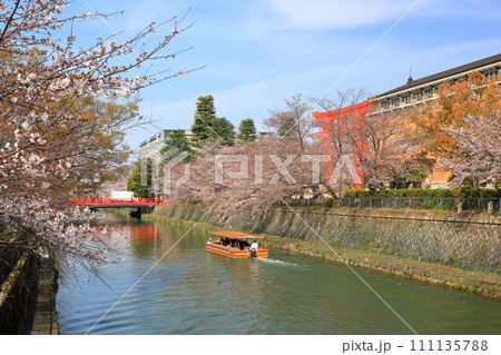 【京都府】晴天下の岡崎桜回廊と京都市美術館 【京都府】晴天下の岡崎桜回廊と京都市美術館 111135788