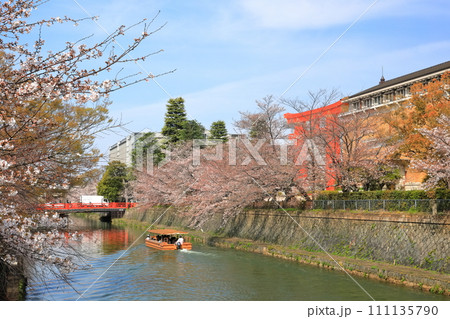 【京都府】晴天下の岡崎桜回廊と京都市美術館 111135790