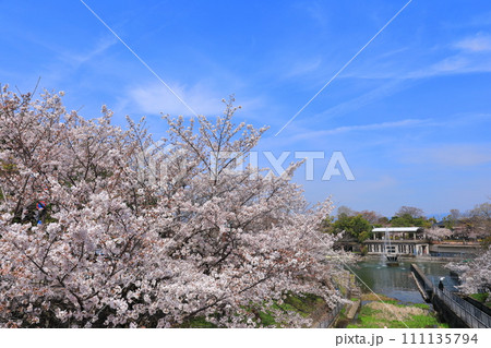 【京都府】晴天下の琵琶湖疎水の満開桜 【京都府】晴天下の琵琶湖疎水の満開桜 111135794