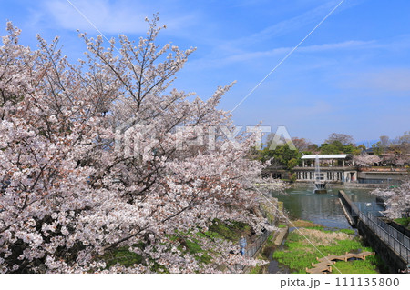 【京都府】晴天下の琵琶湖疎水の満開桜 【京都府】晴天下の琵琶湖疎水の満開桜 111135800