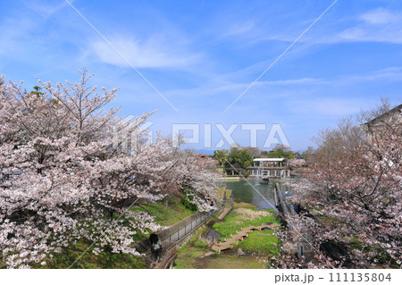 【京都府】晴天下の琵琶湖疎水の満開桜 111135804