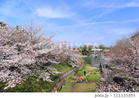 【京都府】晴天下の琵琶湖疎水の満開桜 111135805