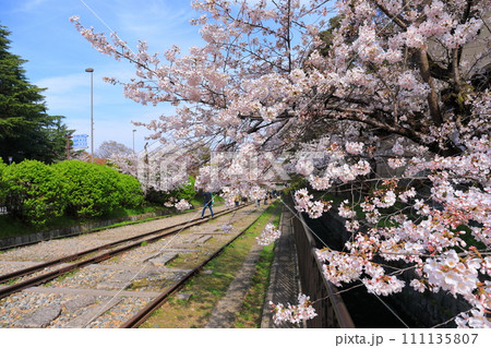 【京都府】晴天下の蹴上インクラインと満開の桜 111135807