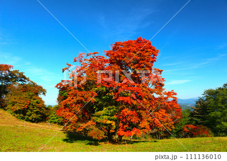 秋の安曇野 大峰高原の七色大カエデの紅葉 秋の安曇野 大峰高原の七色大カエデの紅葉 111136010