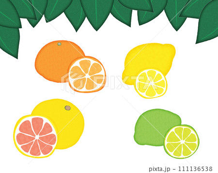 グレープフルーツ・ライム・レモン・オレンジ　セット グレープフルーツ・ライム・レモン・オレンジ セット 【公式通販】