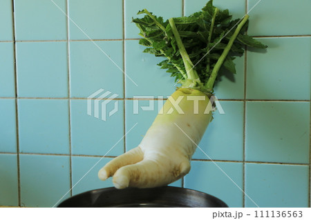 鍋に腰掛ける大根 鍋に腰掛ける大根 111136563