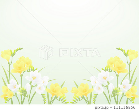 フリージア・黄色・白 フリージア・黄色・白 111136856