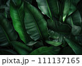 AI-generated content. Full frame green banana leaves all over background. Close-up of banana leaves. AI-generated content. Full frame green banana leaves all over background. Close-up of banana leaves. 111137165