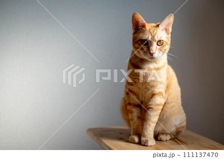 凛とした猫の写真素材 [111137470] - PIXTA