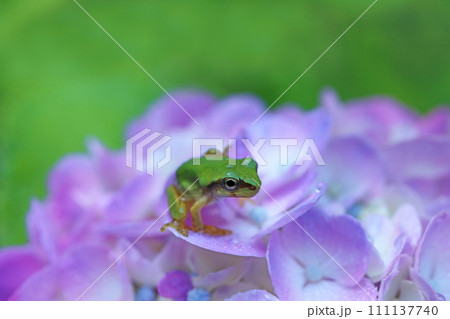 アジサイの花の上のアマガエル アジサイの花の上のアマガエル 111137740