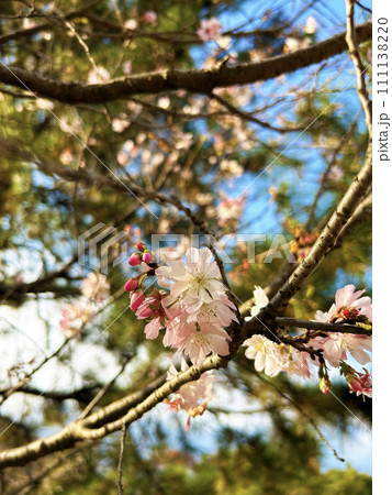 青空と冬桜 111138220