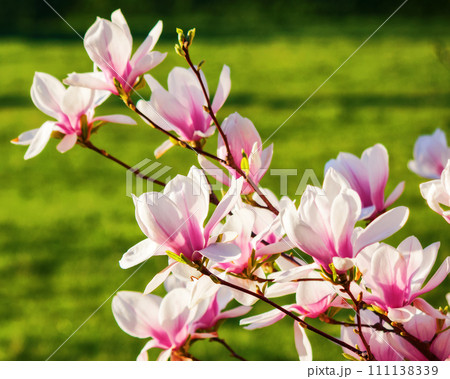 branch of magnolia in full blossom in morning light. spring nature background in the park 111138339