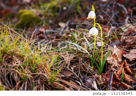 snowflake flowers blooming in the forest. warm sunny weather in march. beautiful nature background 111138345