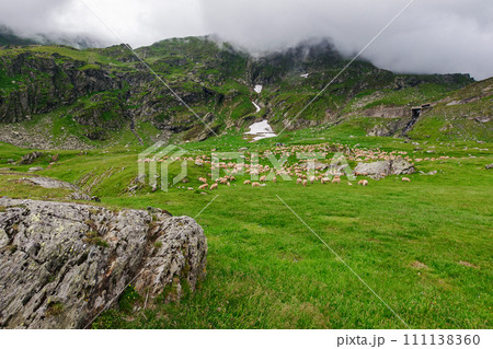 sheep herd on the grassy alpine meadow with rocks and boulders. cloudy weather in summer. fagaras mountains, romania 111138360