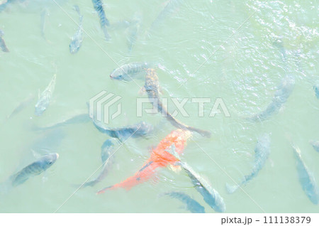 Nile Tilapia., Oreochromis niloticus ,Linnaeus and carp 111138379