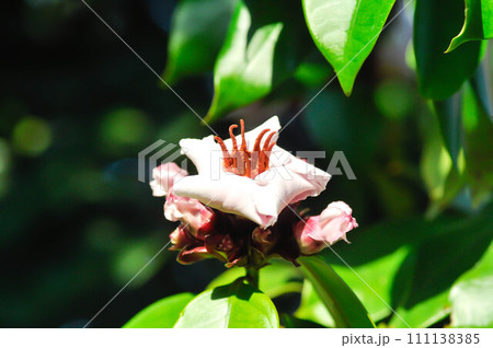 Strophanthus Gratus or STROPHANTHUS GRATUS HOOK BAILL, CREAM FRUIT or APOCYNACEAE Strophanthus Gratus or STROPHANTHUS GRATUS HOOK BAILL, CREAM FRUIT or APOCYNACEAE 111138385