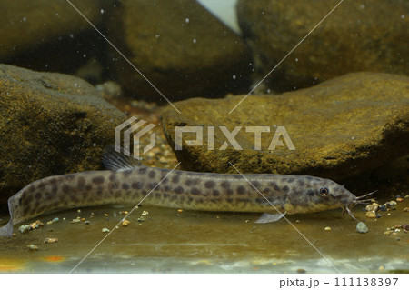 ドジョウ マドジョウ 魚 ドジョウ マドジョウ 魚 111138397