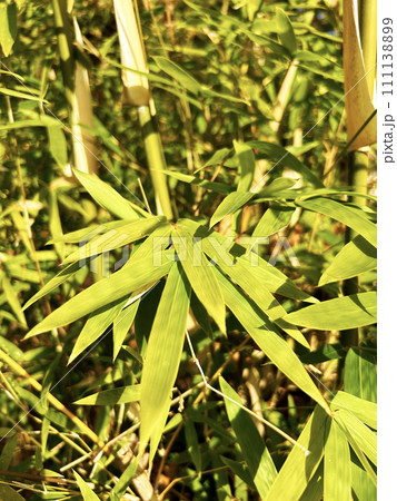 光を浴びた笹の葉 光を浴びた笹の葉 111138899