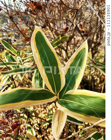 クマザサのアップ 111138901