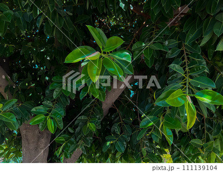 Ficus tree with young green leaves. Natural tropical tree background Ficus tree with young green leaves. Natural tropical tree background 111139104