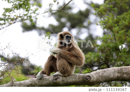 樹上に座り振り返るシロテテナガザル 樹上に座り振り返るシロテテナガザル 111139167