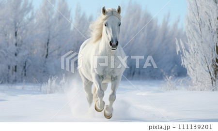 White horse running through snowdrifts in winter time. 111139201